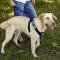 Canine Covers® Travel Safe Harness