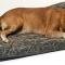 Canine Covers® The "Ultimate" Dog Bed